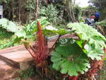 1284 - Poas - Gunnera avec fleur.JPG