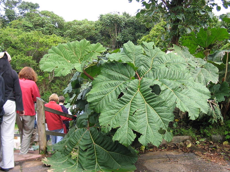 1285 - Poas - Gunnera comparaison avec humain.JPG