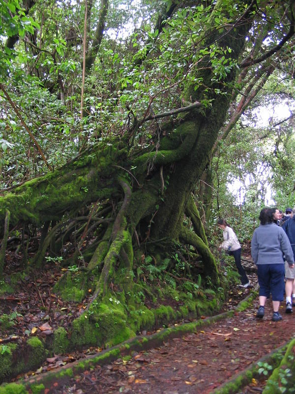 1328 - Poas - Sentier verdoyant.JPG