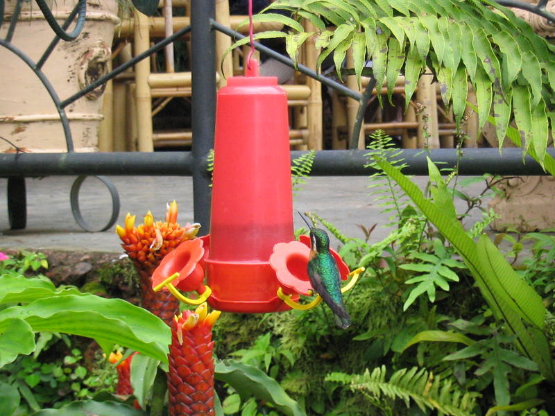 1339 - Gardens - Colibri.JPG