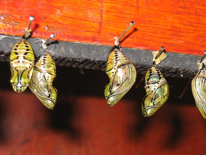 1367 - Gardens - Chrysalides avec flash.JPG