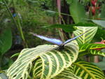 1369 - Gardens - Papillon bleu.JPG