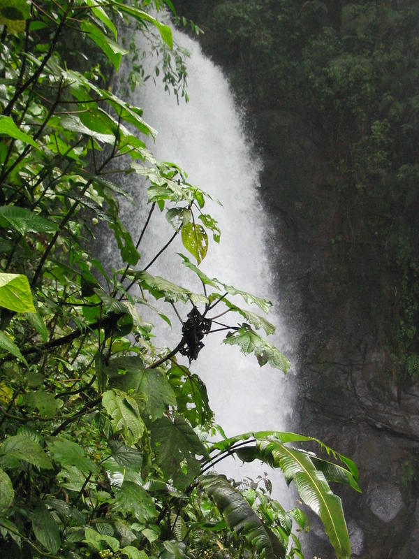 1398 - Gardens -  Chute Templo.JPG