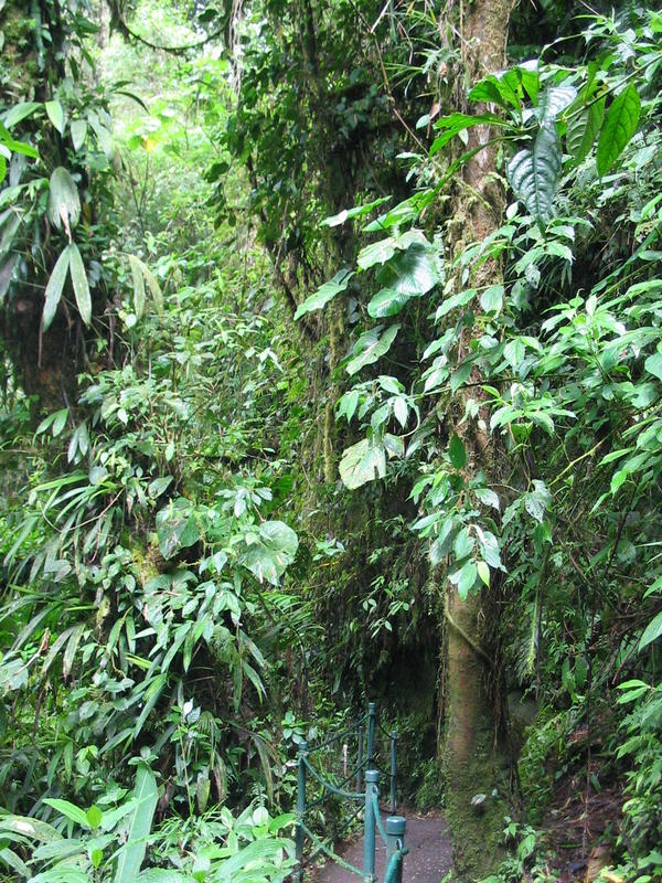 1414 - Gardens - Vue de foret tropicale.JPG