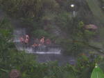 1523 - Arenal - Hot springs de Tabacon 4.JPG