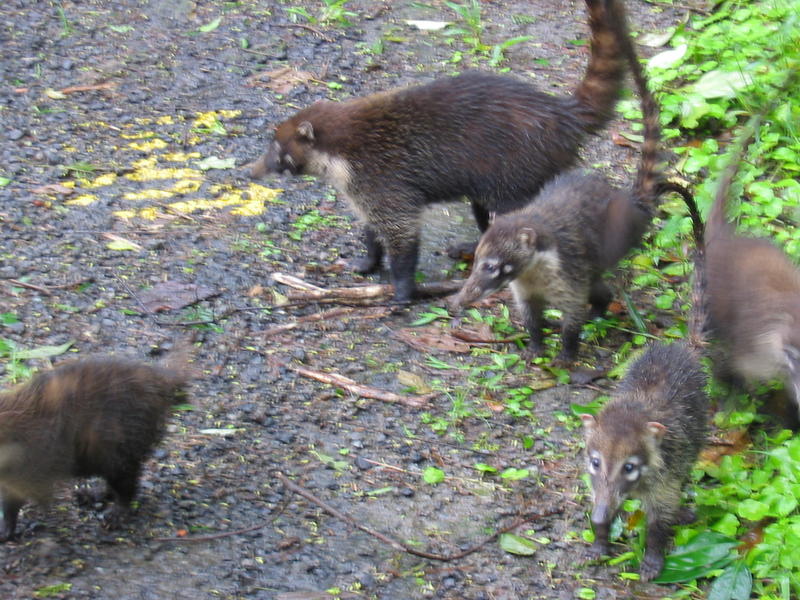 1549 - Arenal - Coati.JPG