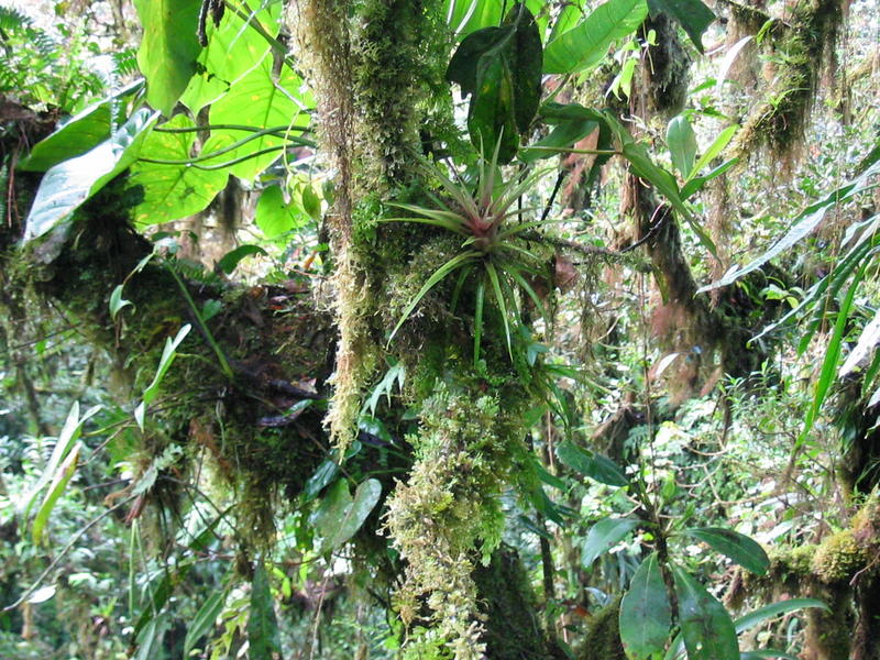 1608 - Monteverde - Epiphytes.JPG