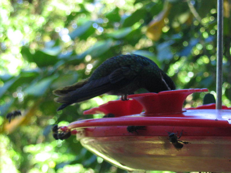 1623 - Monteverde - Colibri lunchant.JPG