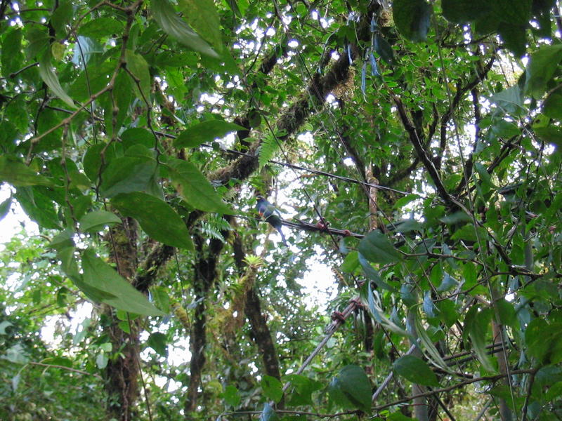 1637 - Monteverde - Trogon.JPG