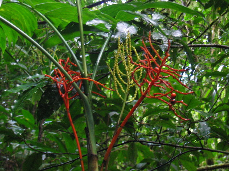 1578 - Monteverde - Plante rouge.JPG