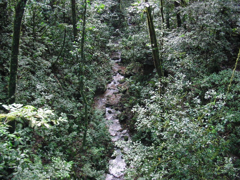 1583 - Monteverde - Ruisseau.JPG