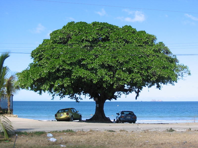 1898 - Brasilito - Bel arbre.JPG