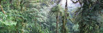 Pano16 - Monteverde - For