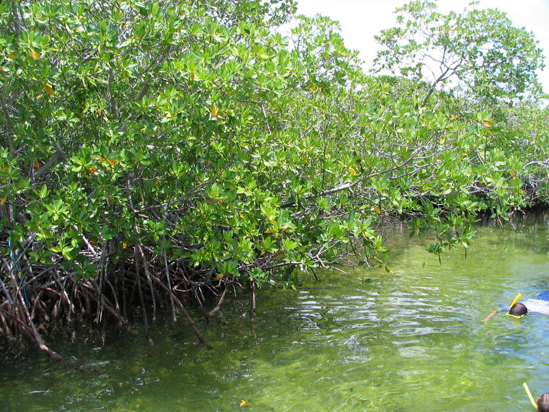 074 - Jungle Tour - Foret de mangroves.jpg