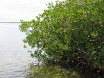 088 - Jungle Tour - Mangroves a l'embouchure.jpg