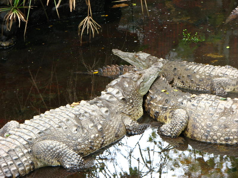 068 -  Zoologico Simon Bolivar.jpg