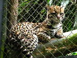 079 -  Zoologico Simon Bolivar.jpg