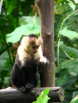 080 -  Zoologico Simon Bolivar.jpg