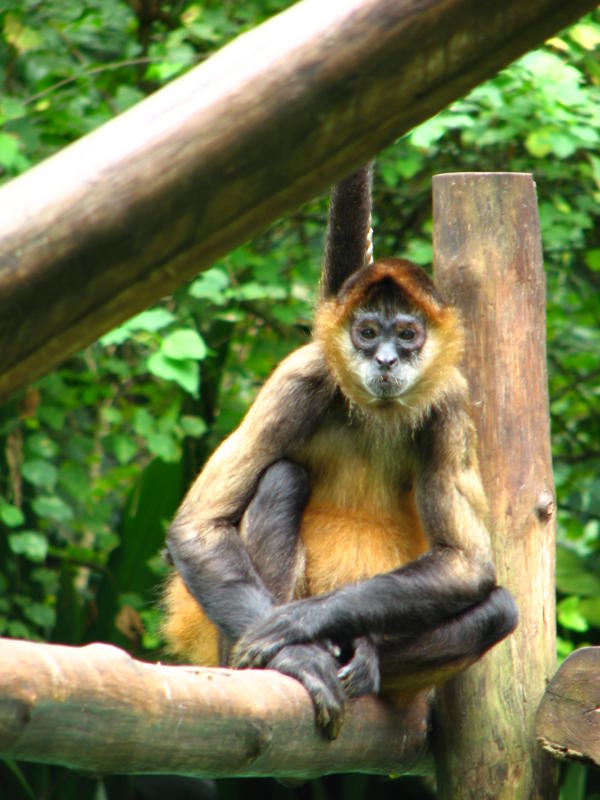 082 -  Zoologico Simon Bolivar.jpg