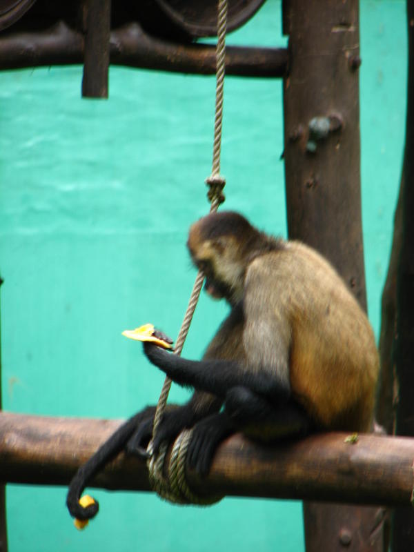 083 -  Zoologico Simon Bolivar.jpg