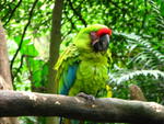 087 -  Zoologico Simon Bolivar.jpg