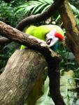 088 -  Zoologico Simon Bolivar.jpg