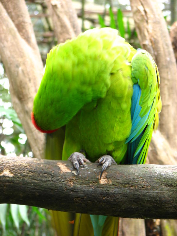 090 -  Zoologico Simon Bolivar.jpg