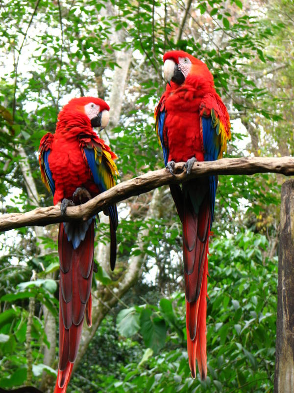 095 -  Zoologico Simon Bolivar.jpg