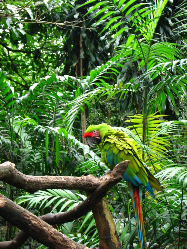 098 -  Zoologico Simon Bolivar.jpg