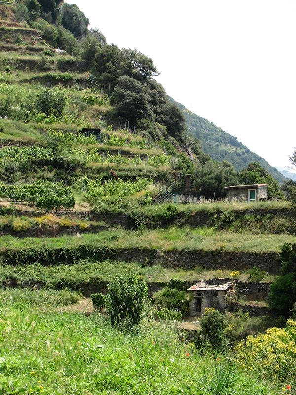 2822 - Cinque Terre.JPG