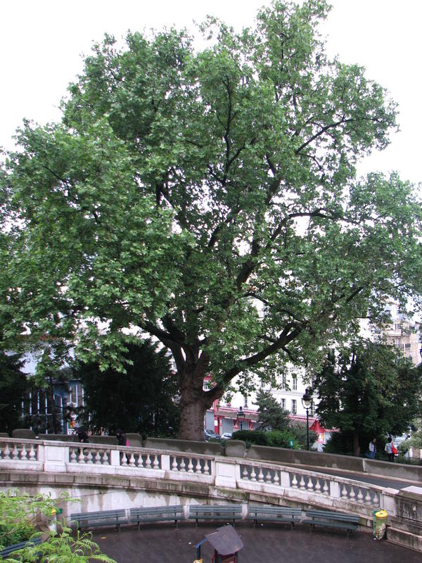 1166 - Montmartre - Sacre-Coeur.JPG