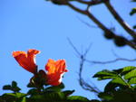 Cuba 058 - La Grand Piedra - Quasi-hibiscus arborescent.jpg